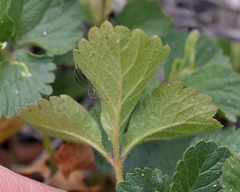 Potentilla biennis