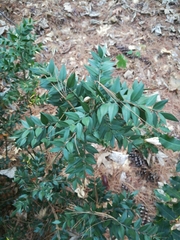 Ruscus
