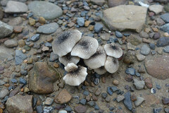 Lentinus tigrinus