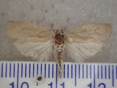 Oecophoridae