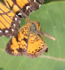 Phyciodes tharos
