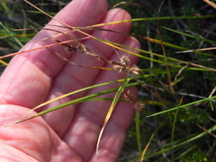 Carex viridula