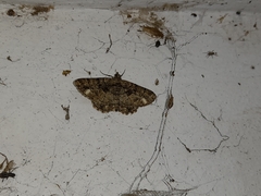 Peribatodes ilicaria