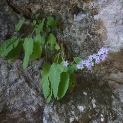 Campanula elatinoides