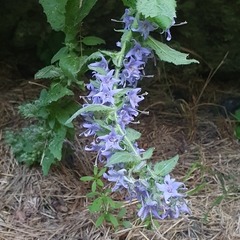 Campanula elatinoides