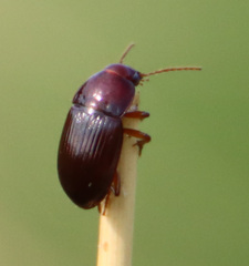 Carabidae