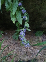 Campanula elatinoides