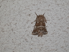 Thaumetopoea herculeana