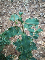Ilex aquifolium
