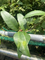 Anodendron affine