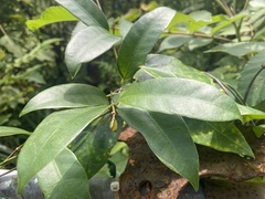 Anodendron affine
