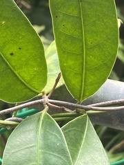 Anodendron affine