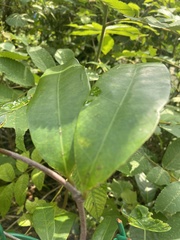 Anodendron affine