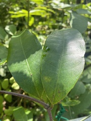 Anodendron affine