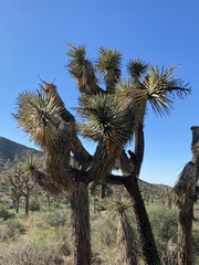 Yucca brevifolia