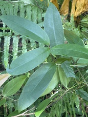 Anodendron