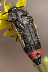 Acmaeodera flavomarginata