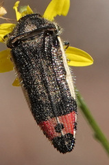 Acmaeodera flavomarginata