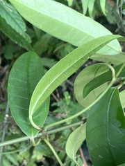 Anodendron