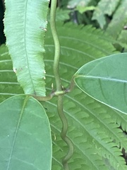 Anodendron