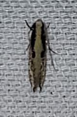 Monopis crocicapitella