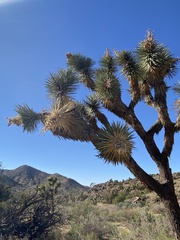 Yucca brevifolia