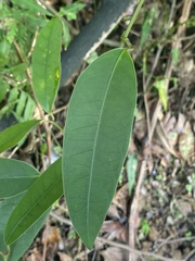 Anodendron