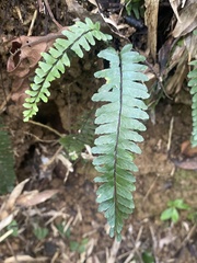 Asplenium normale normale