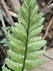 Asplenium normale normale