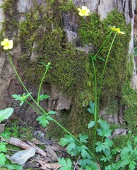 Ranunculus colonorum