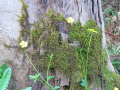 Ranunculus colonorum