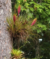 Tillandsia lampropoda