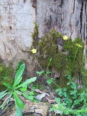 Ranunculus colonorum