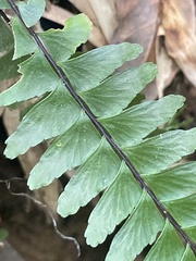 Asplenium normale normale