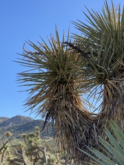 Yucca brevifolia