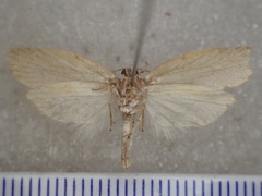 Oecophoridae