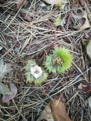 Castanea sativa