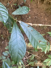 Ficus nervosa