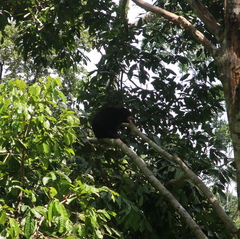 Helarctos malayanus euryspilus