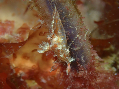 Plocamopherus imperialis