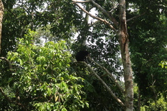 Helarctos malayanus euryspilus