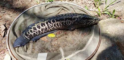 Blotched snakehead (Channa maculata) — Channidae — 3