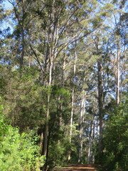 Eucalyptus diversicolor