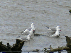 Chroicocephalus novaehollandiae scopulinus