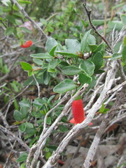 Correa pulchella