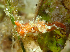 Plocamopherus imperialis