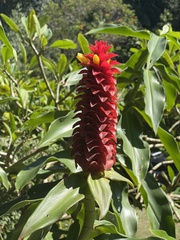 Costus comosus