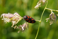 Cercopis vulnerata