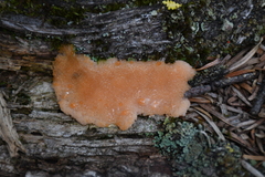 Dictydiaethalium plumbeum