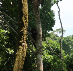 Helarctos malayanus euryspilus